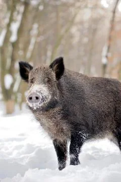 Wild boar Stock Photos