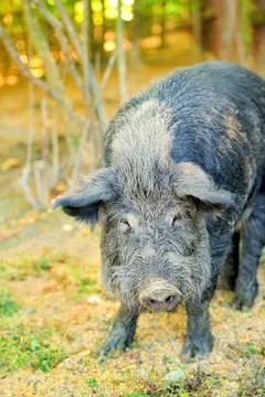 Wild boar 写真素材