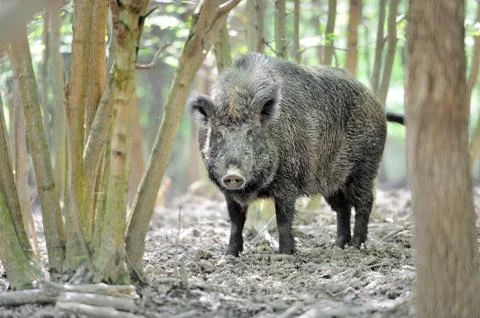 Wild boar Foto stock