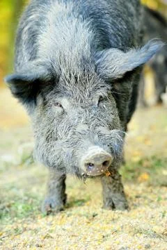 Wild boar Stock Photos
