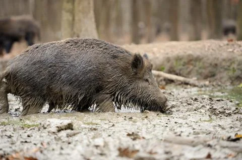 Wild boar Stock Photos