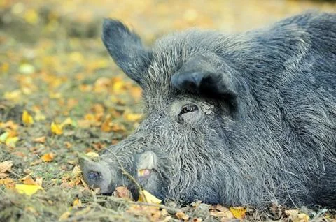 Wild boar 写真素材