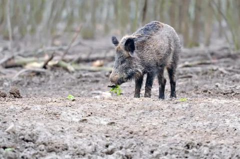 Wild boar 写真素材