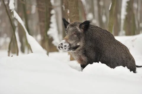 Wild boar 写真素材