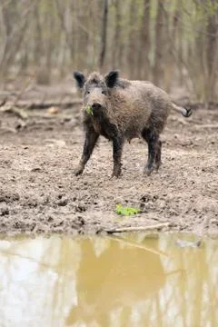 Wild boar Stock Photos