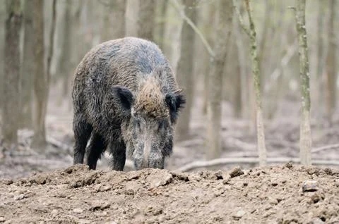 Wild boar Foto stock