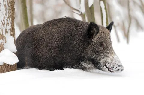 Wild boar Stock Photos
