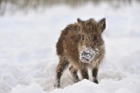 Wild boar Foto stock