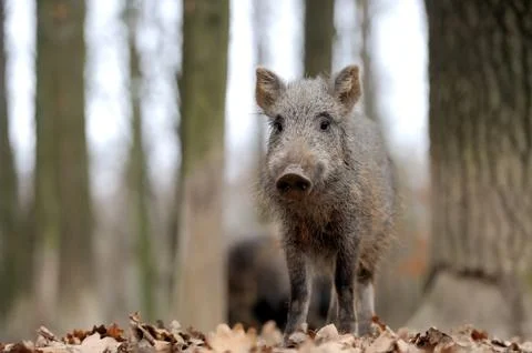 Wild boar Stock Photos