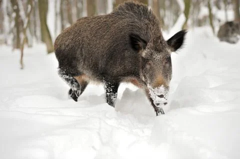 Wild boar Stock Photos