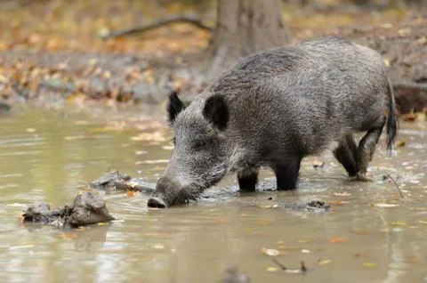 Wild boar Stock-Fotos