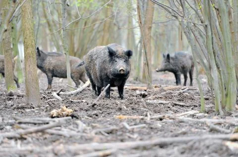 Wild boar 스톡 사진