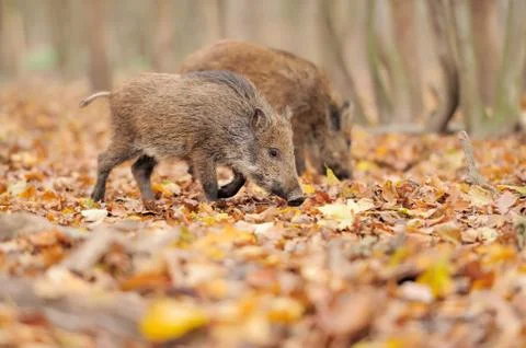 Wild boar Foto stock