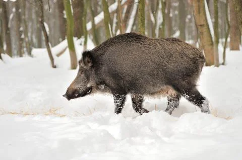 Wild boar Stock Photos