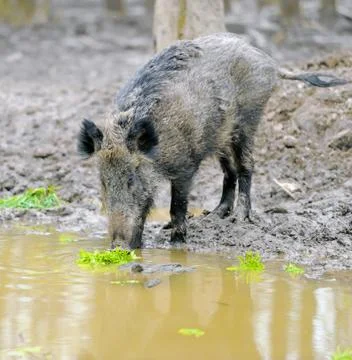 Wild boar Fotos de archivo