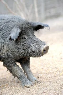 Wild boar Stock-Fotos