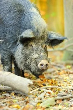 Wild boar Stock Photos