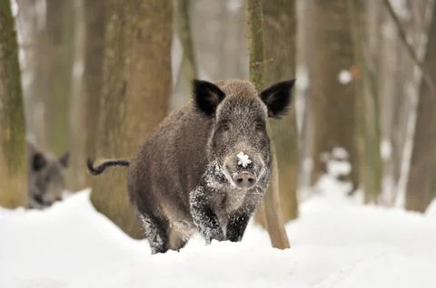 Wild boar Stock Photos
