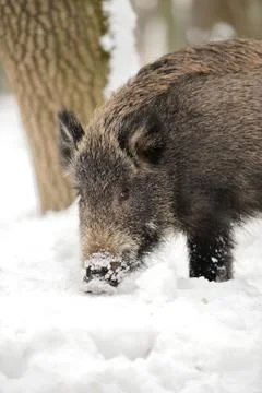 Wild boar Fotos de archivo