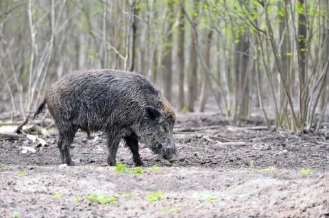 Wild boar Foto stock