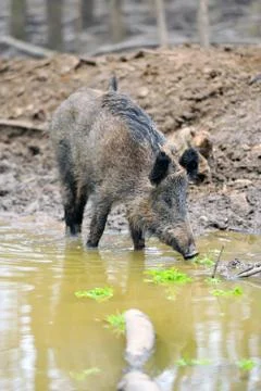 Wild boar 写真素材