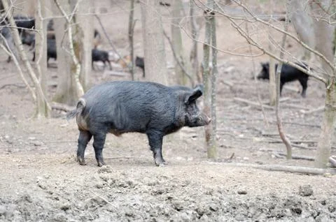 Wild boar Fotos Stock