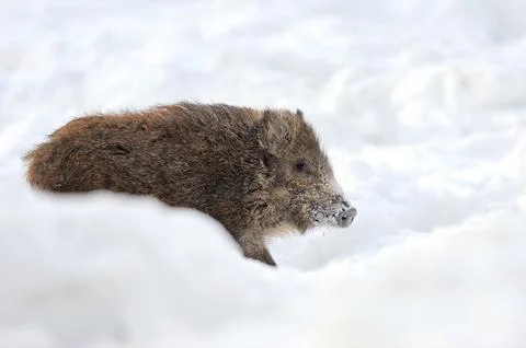 Wild boar 스톡 사진