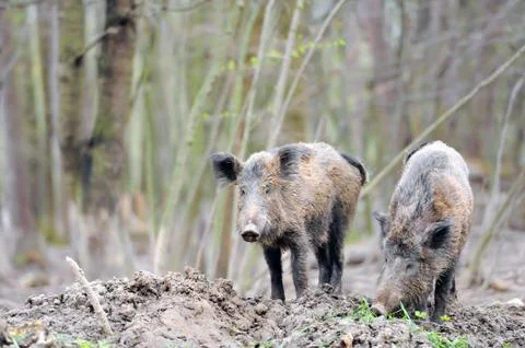 Wild boar Foto stock