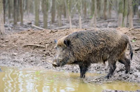 Wild boar Stock-Fotos