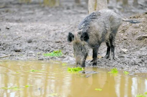 Wild boar 스톡 사진