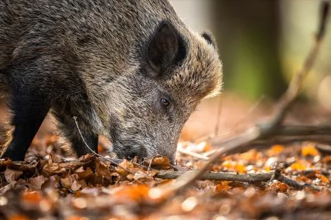 Wild Boar Fotos de archivo