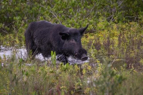 Wild Boar Stock Photos