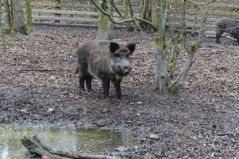 Wild boar Stock Photos