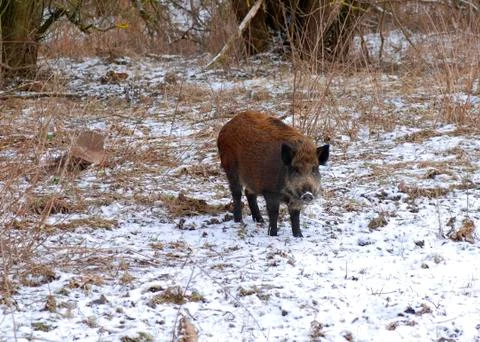 Wild boar 스톡 사진