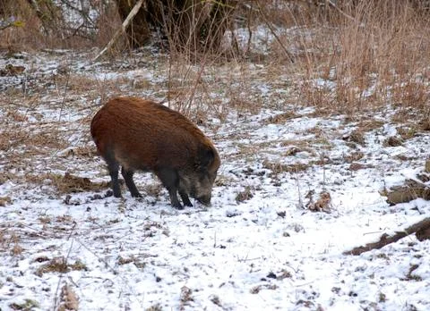 Wild boar Foto stock