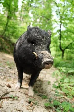 Wild boar Stock Photos