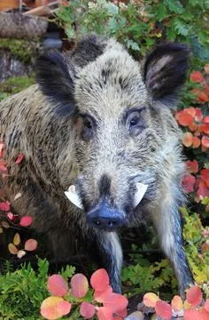Wild boar Foto stock