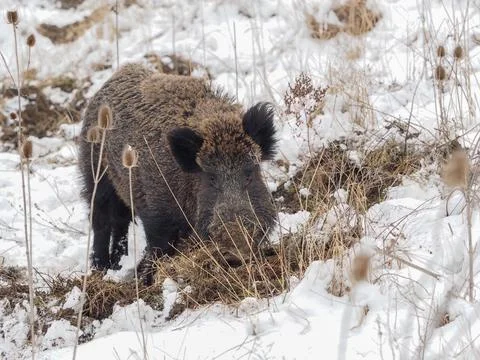 Wild Boar Stock Photos