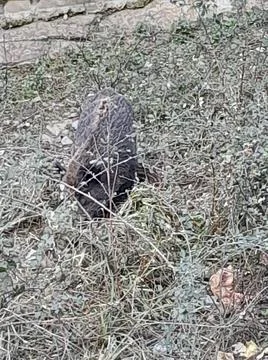 Wild boar Foto stock