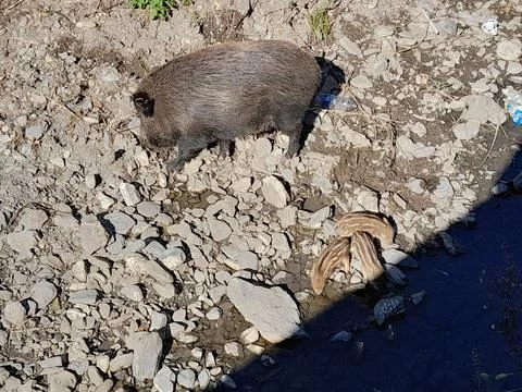 Wild boar Stock Photos
