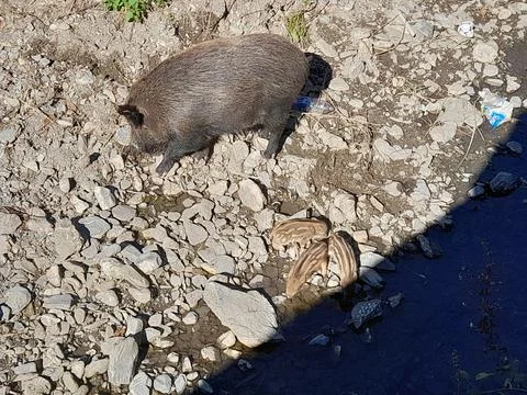 Wild boar Stock Photos