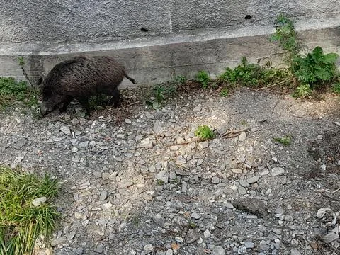 Wild boar Stock Photos