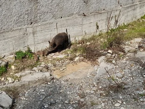 Wild boar Stock Photos