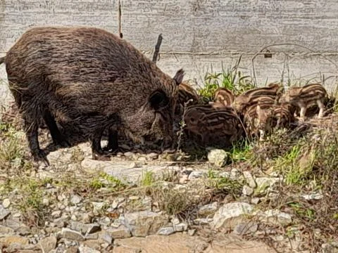Wild boar Stock Photos