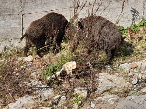 Wild boar Stock Photos