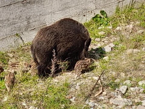 Wild boar Stock Photos