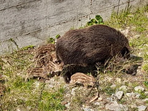 Wild boar Foto stock