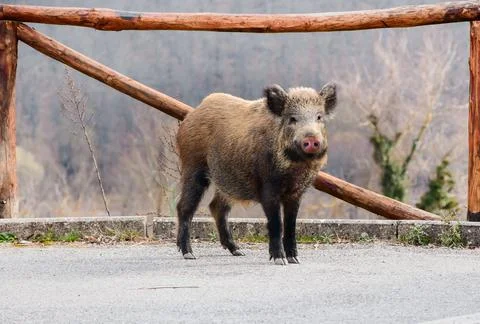 Wild boar Stock Photos