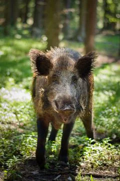 Wild boar Stock Photos
