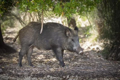 Wild boar Foto stock